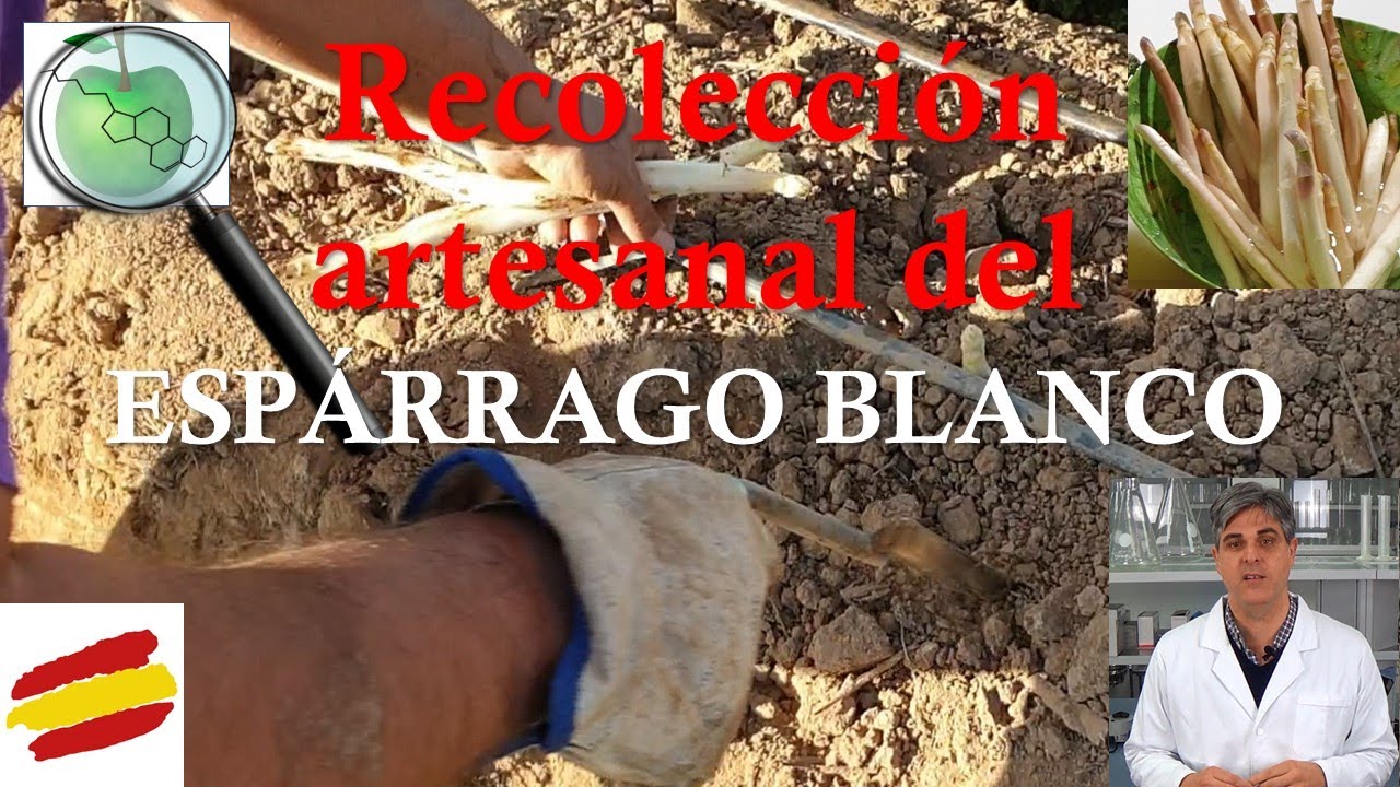 43 Recolección artesanal del esparrago blanco