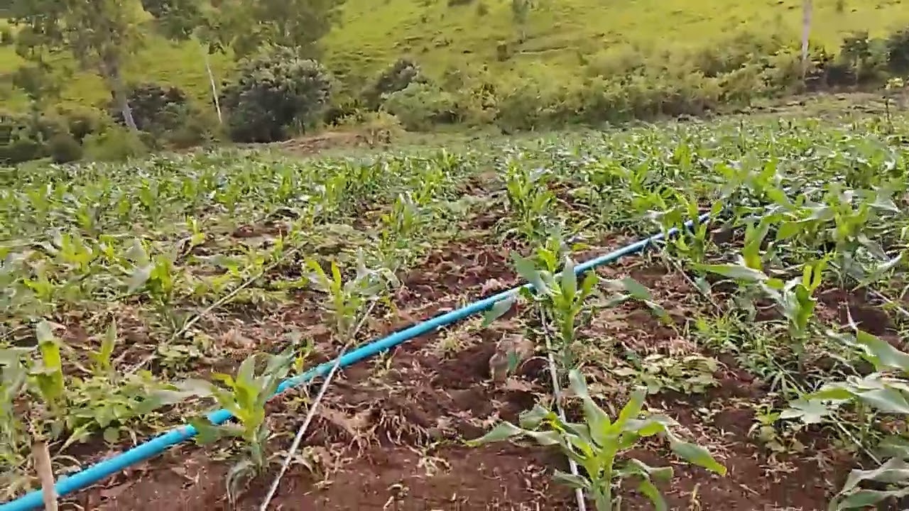 PLANTAÇÃO MILHO VIP3 #gongogi  #agro #harasvaleGP