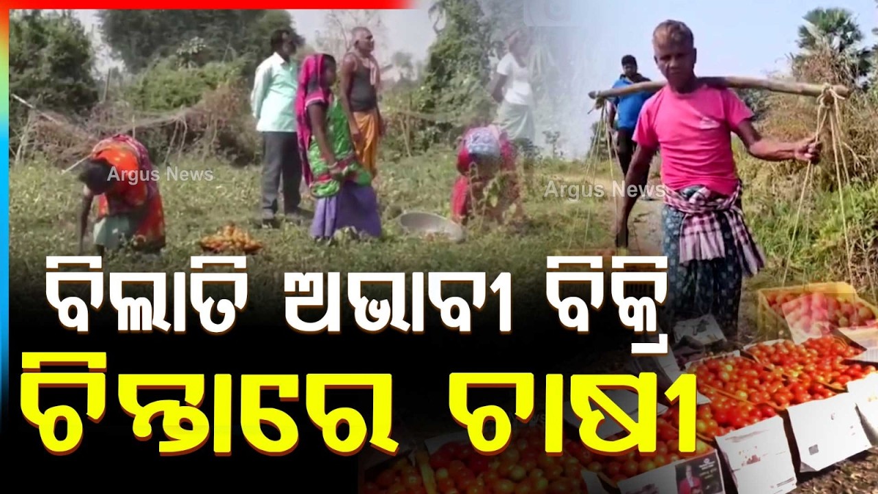 ବିଲାତି ଅଭାବୀ ବିକ୍ରି ଚିନ୍ତାରେ ଚାଷୀ | Keonjhar Farmers in Crisis : Tomato Prices Fall Sharply