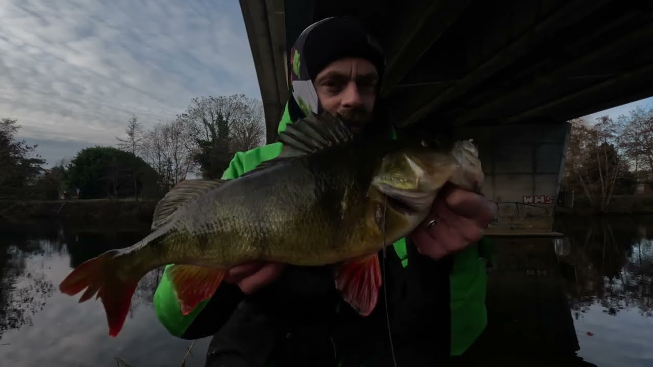 Des poissons déchaînés dans le Marais Poitevin en hiver