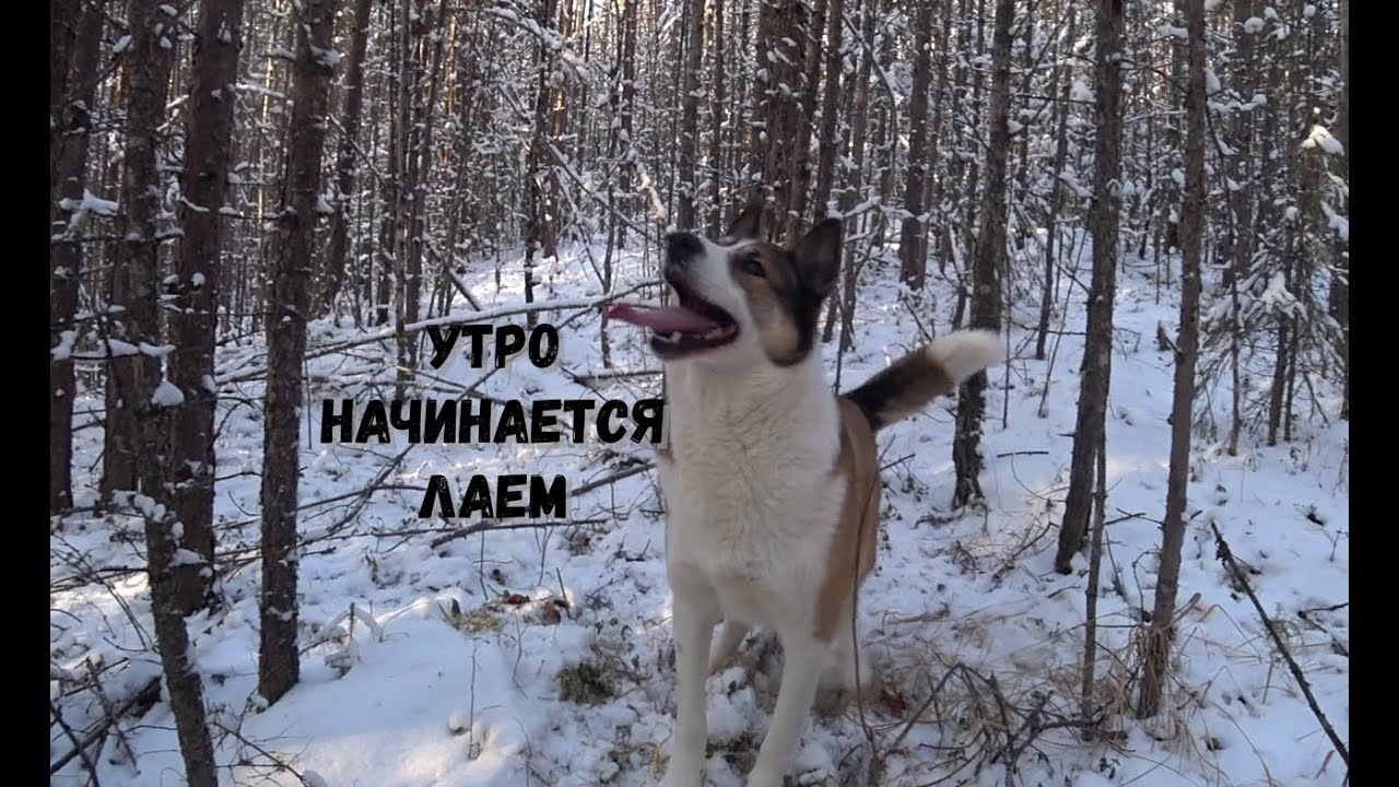 У НАС ПОСЕЛИЛАСЬ РЫСЬ. ФОТОЛОВУШКА НА ГЛУХАРЯ.