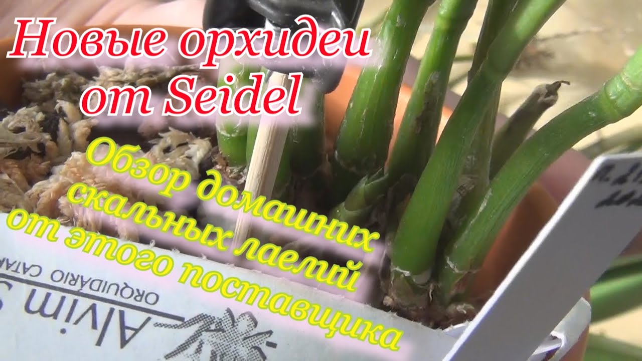 Новинки орихидей от Seidel 02.11.2020 . Обзор ранее полученных орхидей от этого поставщика.