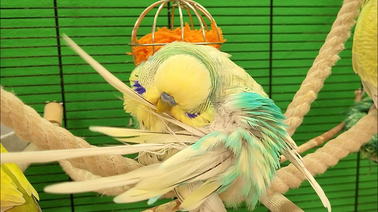 7 hours of budgie sounds to keep your pets in happy bird company