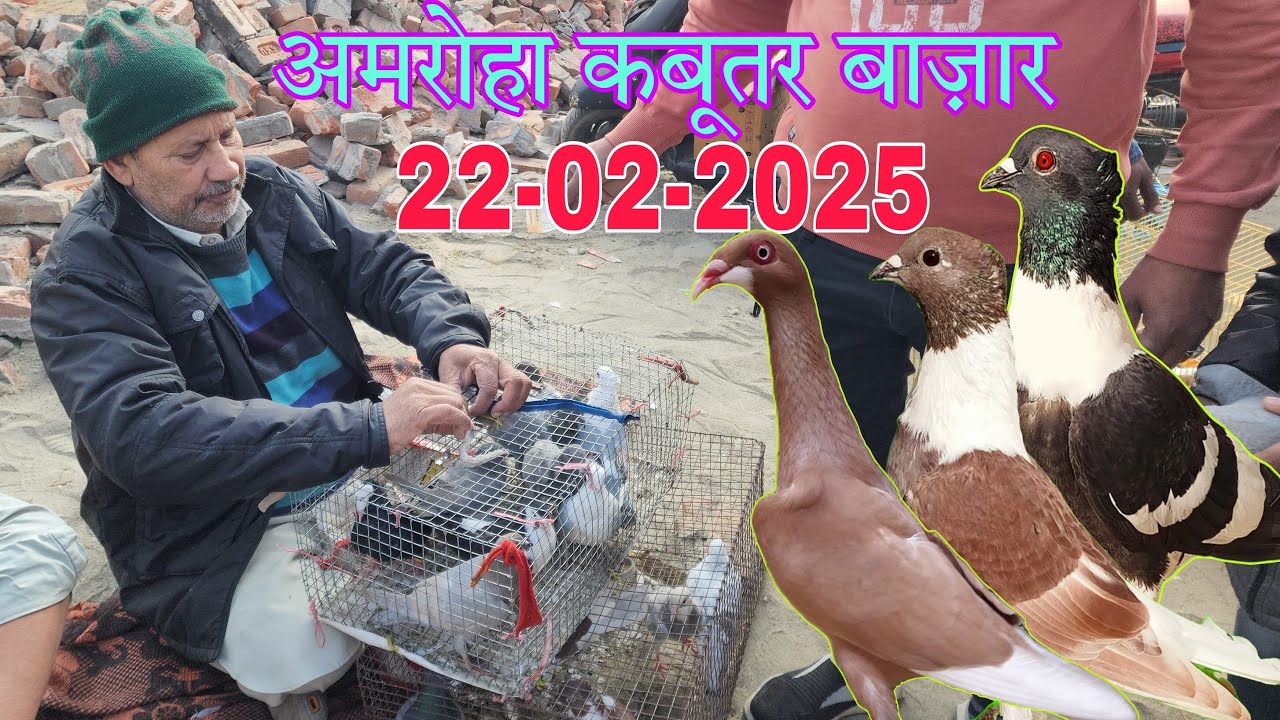 Amroha kabootar market 🕊️22-02-2025. अमरोहा कबूतर बाज़ार। Gola kabootar market