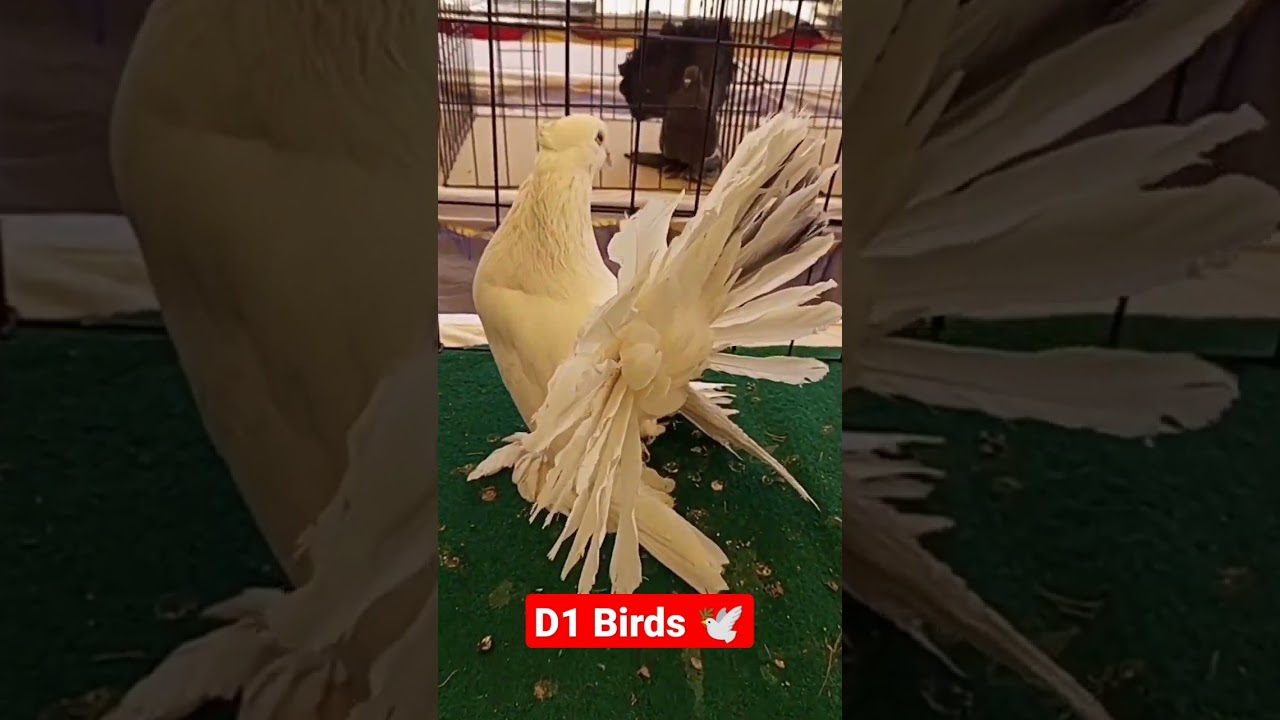lakky Kaboter 🕊️#shorts#youtubeshorts #fancypigeon #viral #kaboter