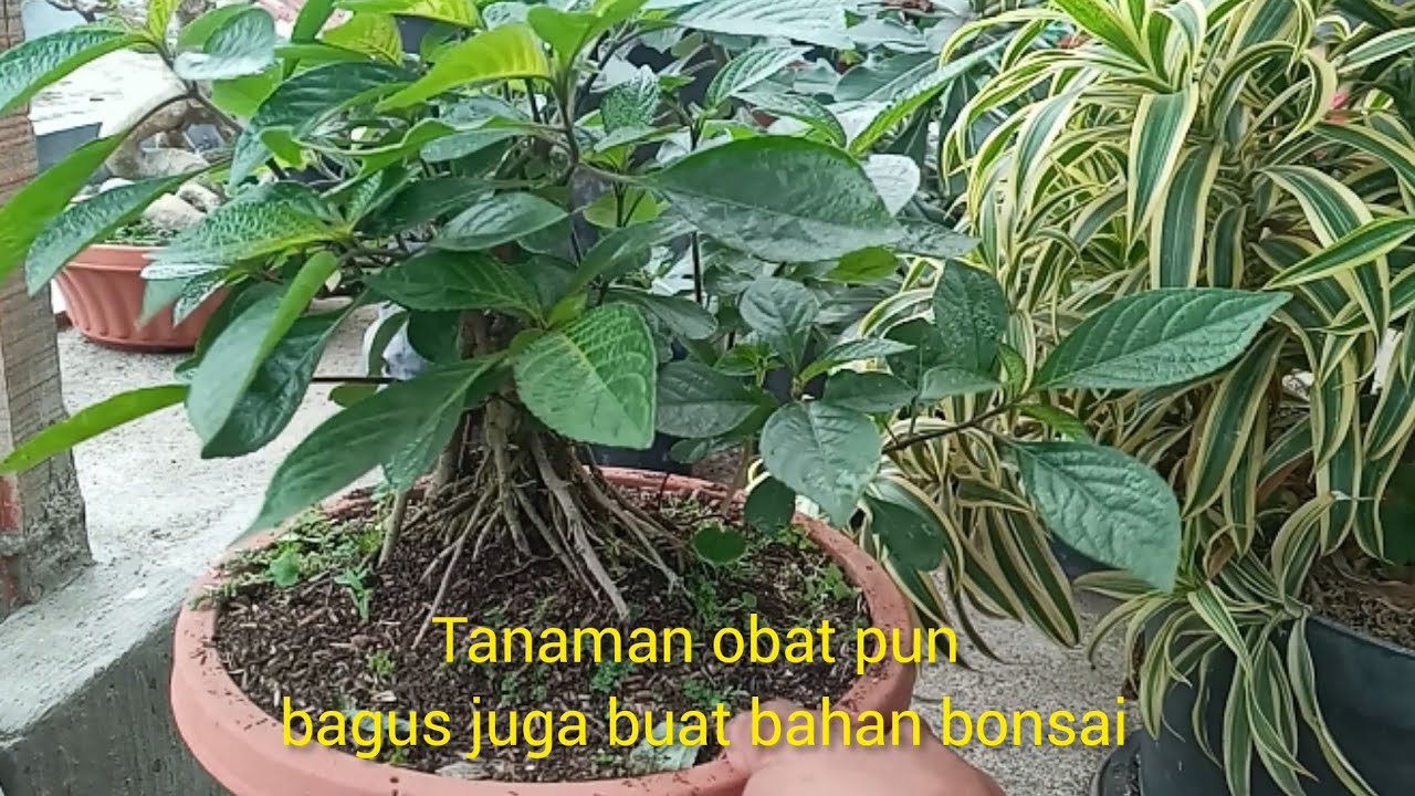 bereksperimen dengan tanaman obat, pecah beling