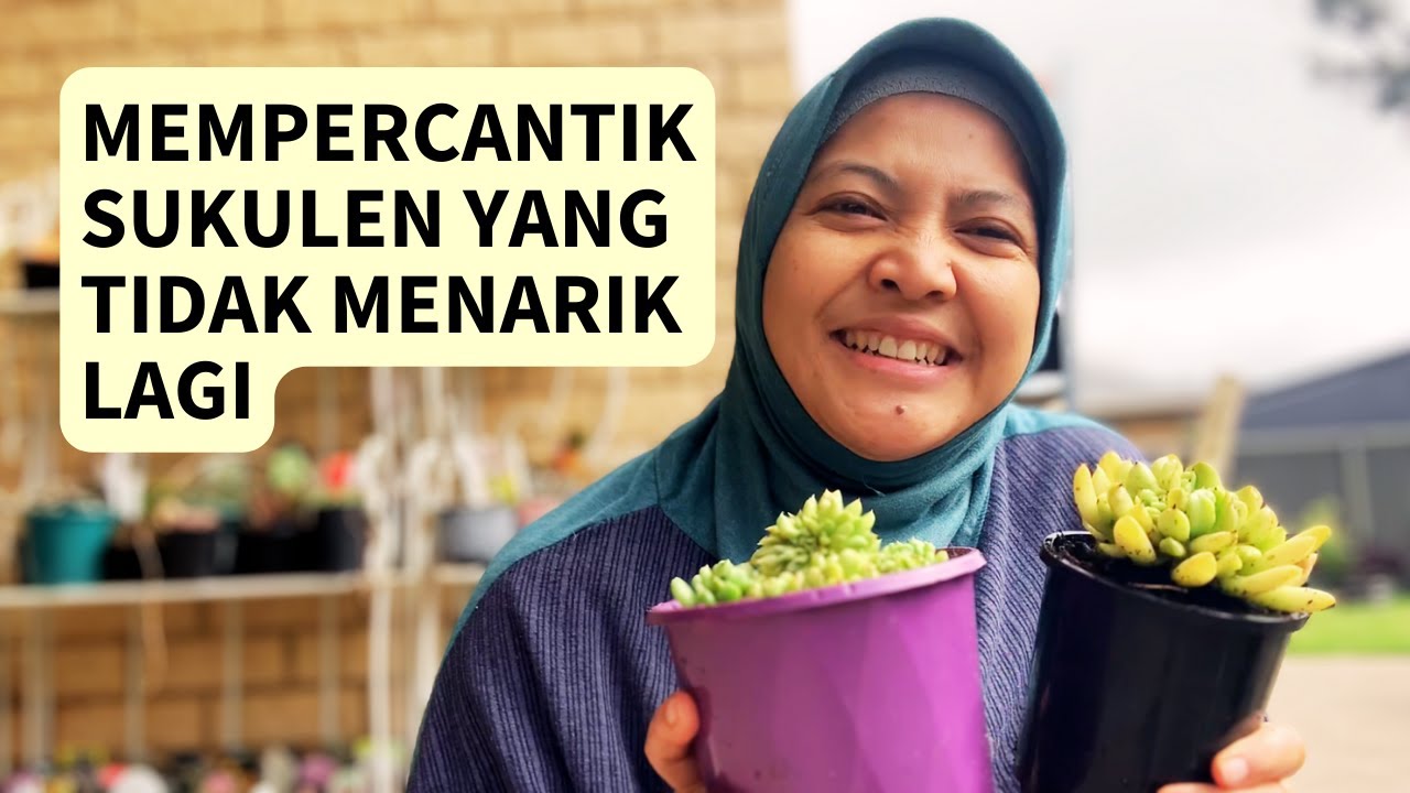 Mempercantik Sukulen Yang Tidak Menarik Lagi Pada Echeveria Irish Mint