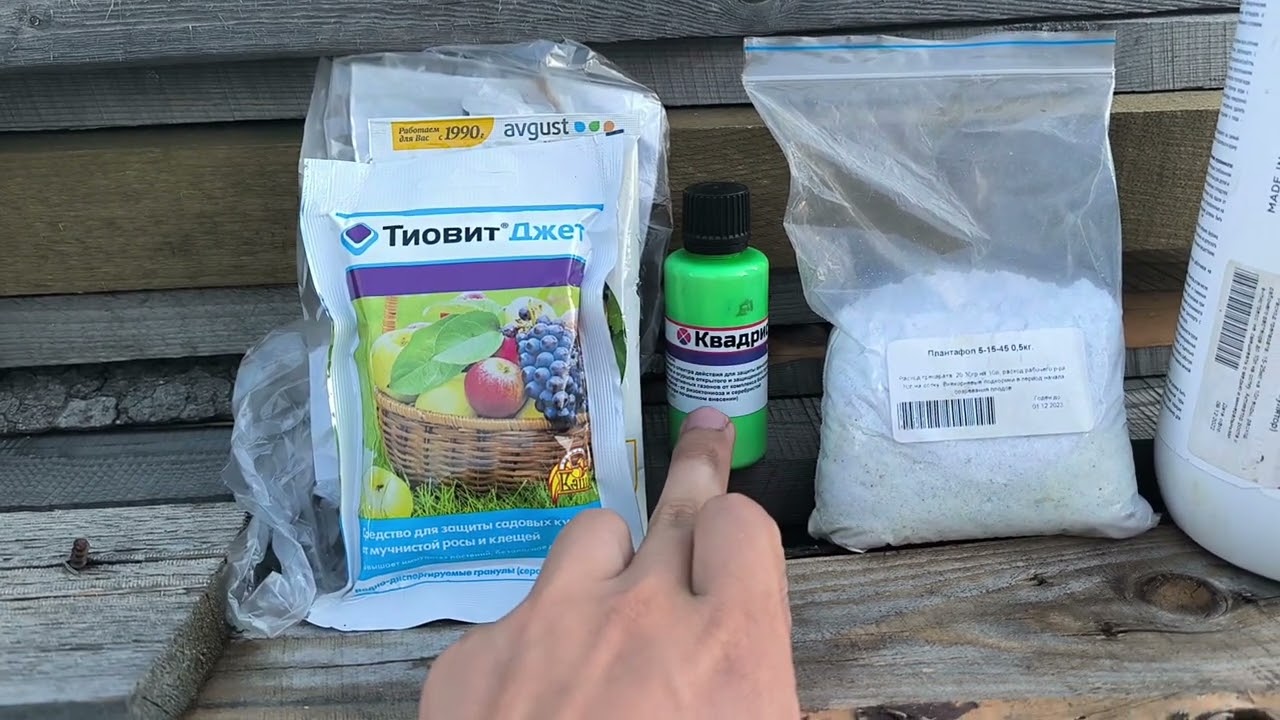 профилактическая обработка винограда в августе