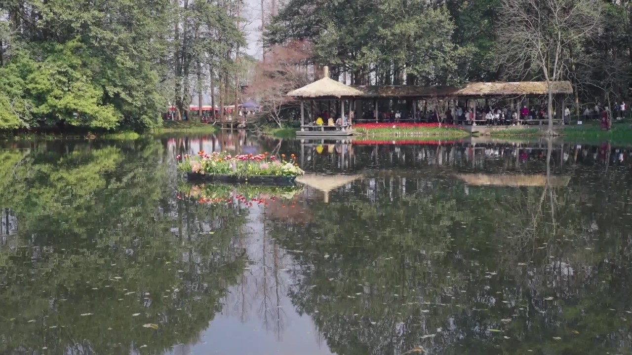 LIVE: 400,000 tulips light up West Lake