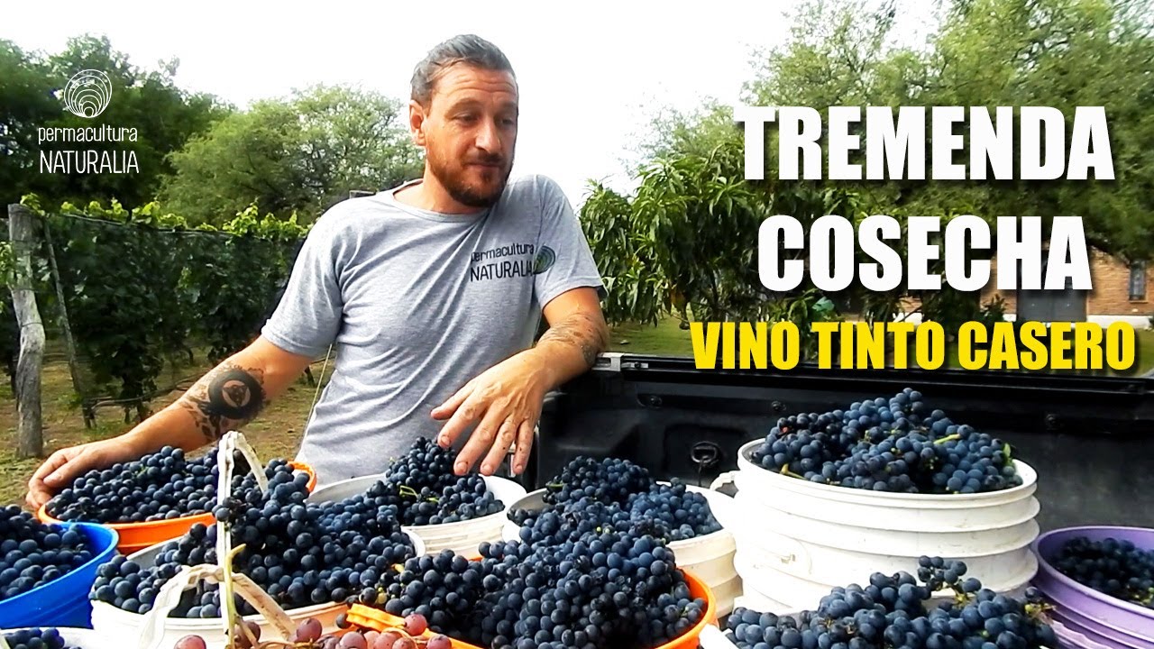 HACEMOS VINO CASERO y VISITAMOS BODEGA FAMILIAR en el VALLE de TRASLASIERRA