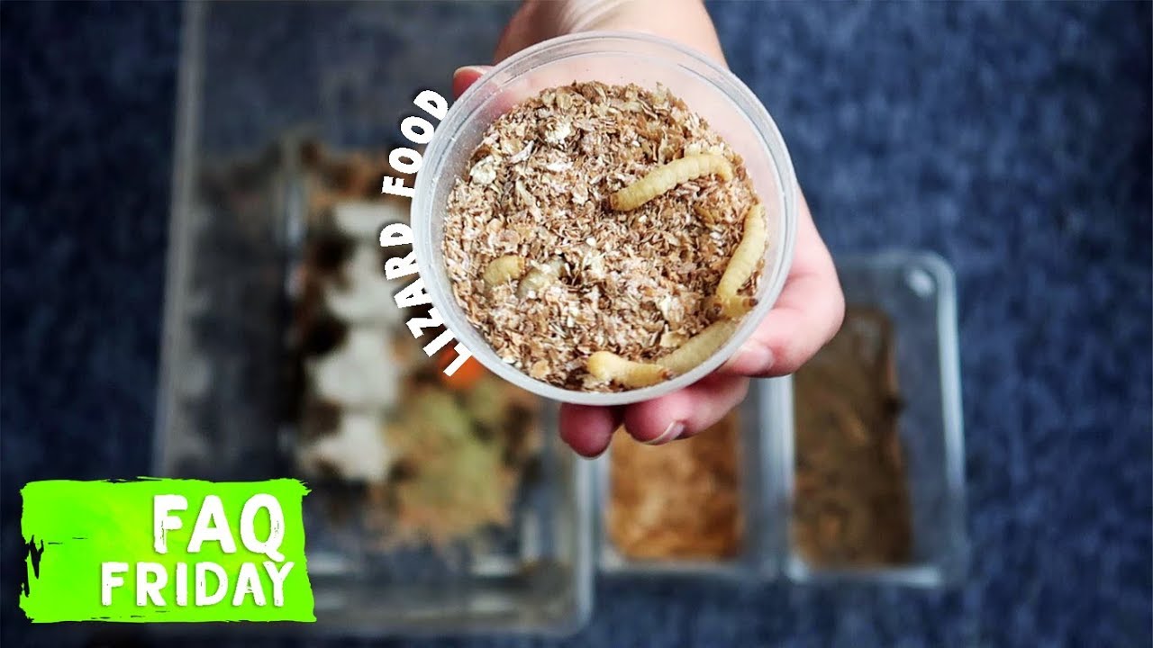 How To Care For Feeder Insects?  | FAQ FRIDAYS