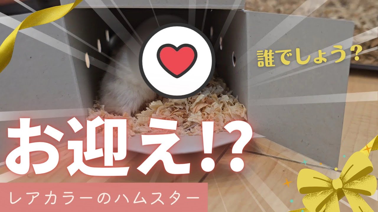 レアカラーの可愛いハムスター、お迎えしました【ジャンガリアンハムスター】