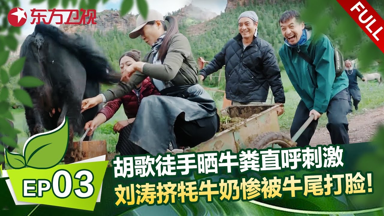 EP03： 胡歌徒手晒牛粪直呼刺激，隔着屏幕感觉闻到了味道，刘涛体验挤牦牛奶被牛尾巴打脸三次！ #刘涛 #胡歌 #一路前行 FULL