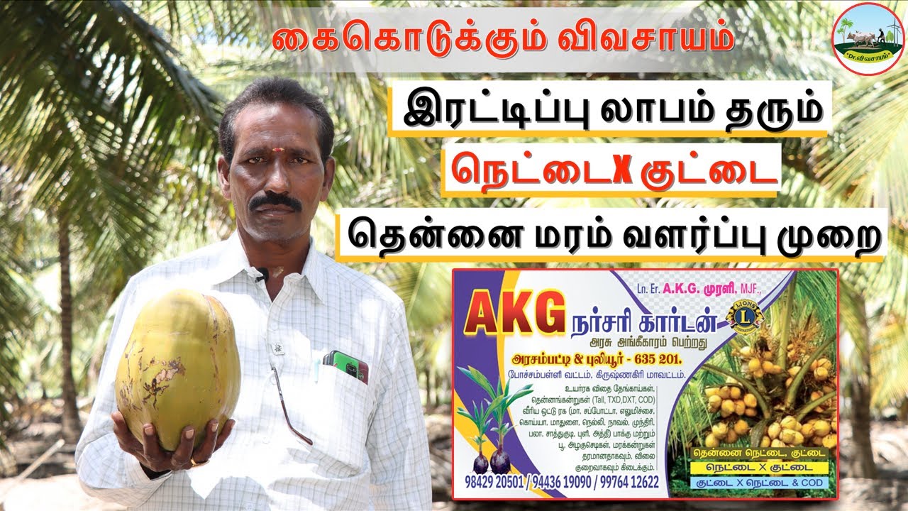🔴தென்னை மரம் வளர்ப்பு🟢இரட்டிப்பு லாபம் தரும் நெட்டை x குட்டை தென்னை மரம் வளர்ப்பு முறை ☎️9842920501