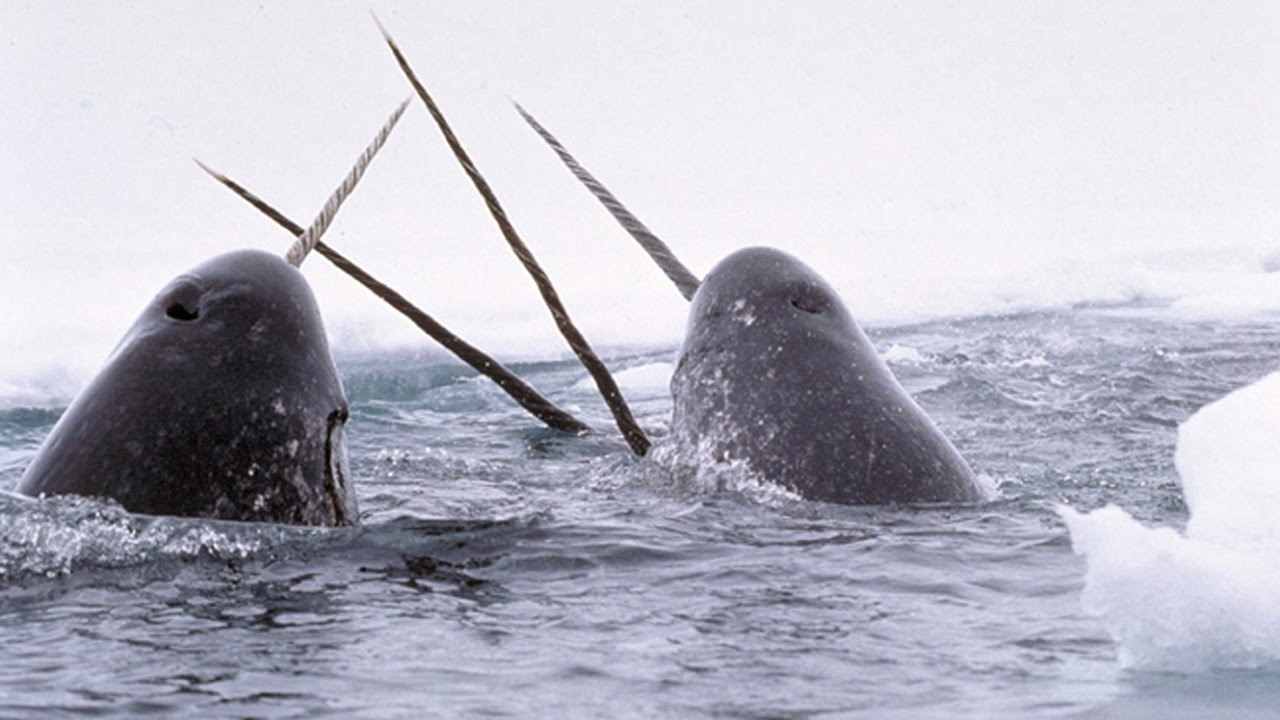 Narvals & Belugas : animaux étranges de l'Arctique - ZAPPING SAUVAGE