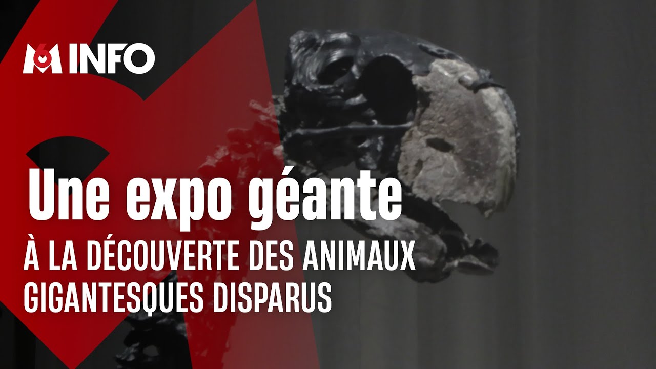 Toulouse : une exposition sur les traces des animaux géants