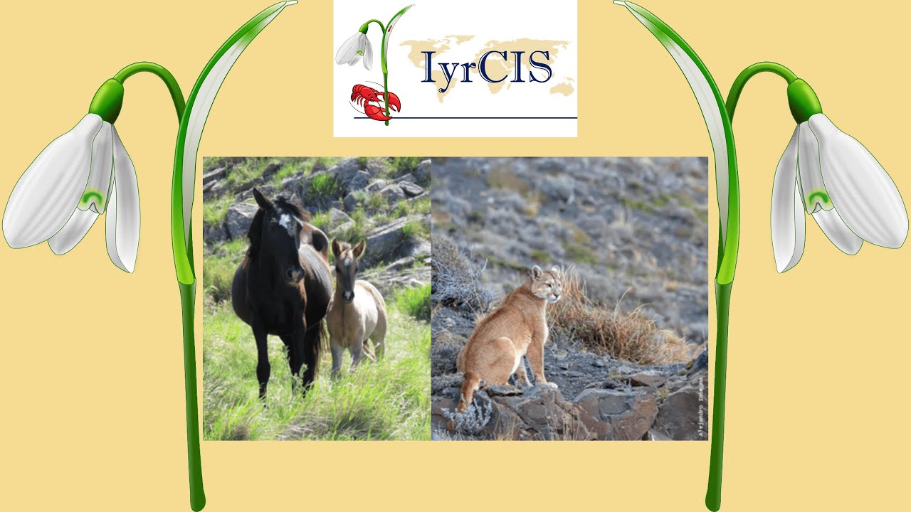 𝑷𝒖𝒎𝒂 𝒄𝒐𝒏𝒄𝒐𝒍𝒐𝒓 vs 𝑬𝒒𝒖𝒖𝒔 𝒄𝒂𝒃𝒂𝒍𝒍𝒖𝒔 - Could predation by pumas limit a population of feral horses?