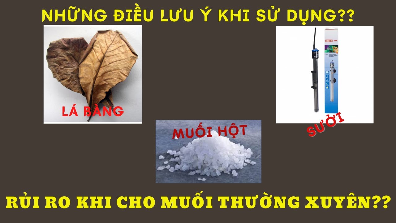TÁC DỤNG CỦA LÁ BÀNG, MUỐI, SƯỞI ĐỐI VỚI CÁ RỒNG