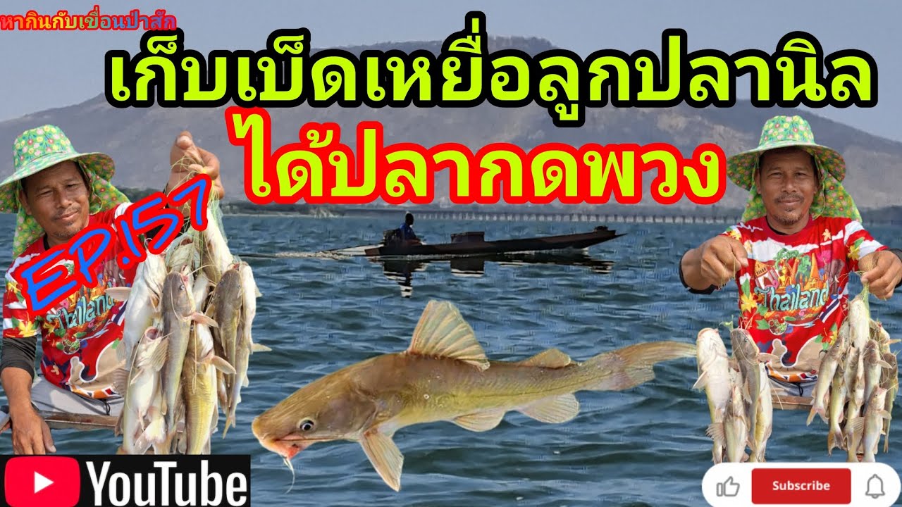 EP.157 เก็บเบ็ดเหยื่อลูกปลานิลได้ปลากดพวง #fishing  #เบ็ดราว #นั่งเรือตกปลา #หากินกับเขื่อนป่าสัก 