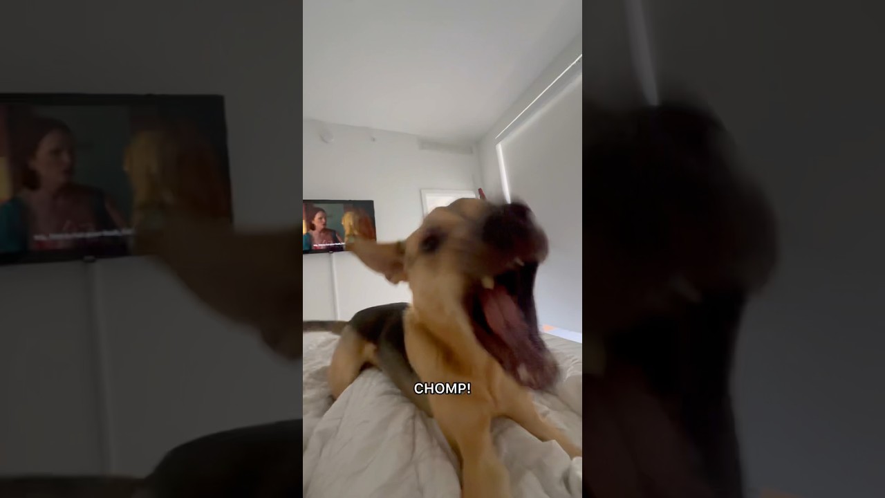 Rescue puppy throws major tantrum over Shrek