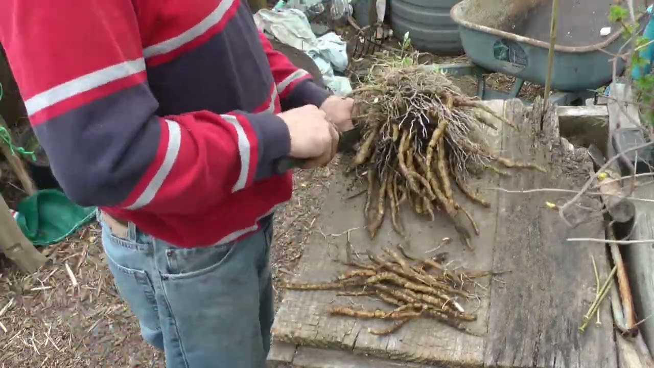Harvesting a two season old skirret plant