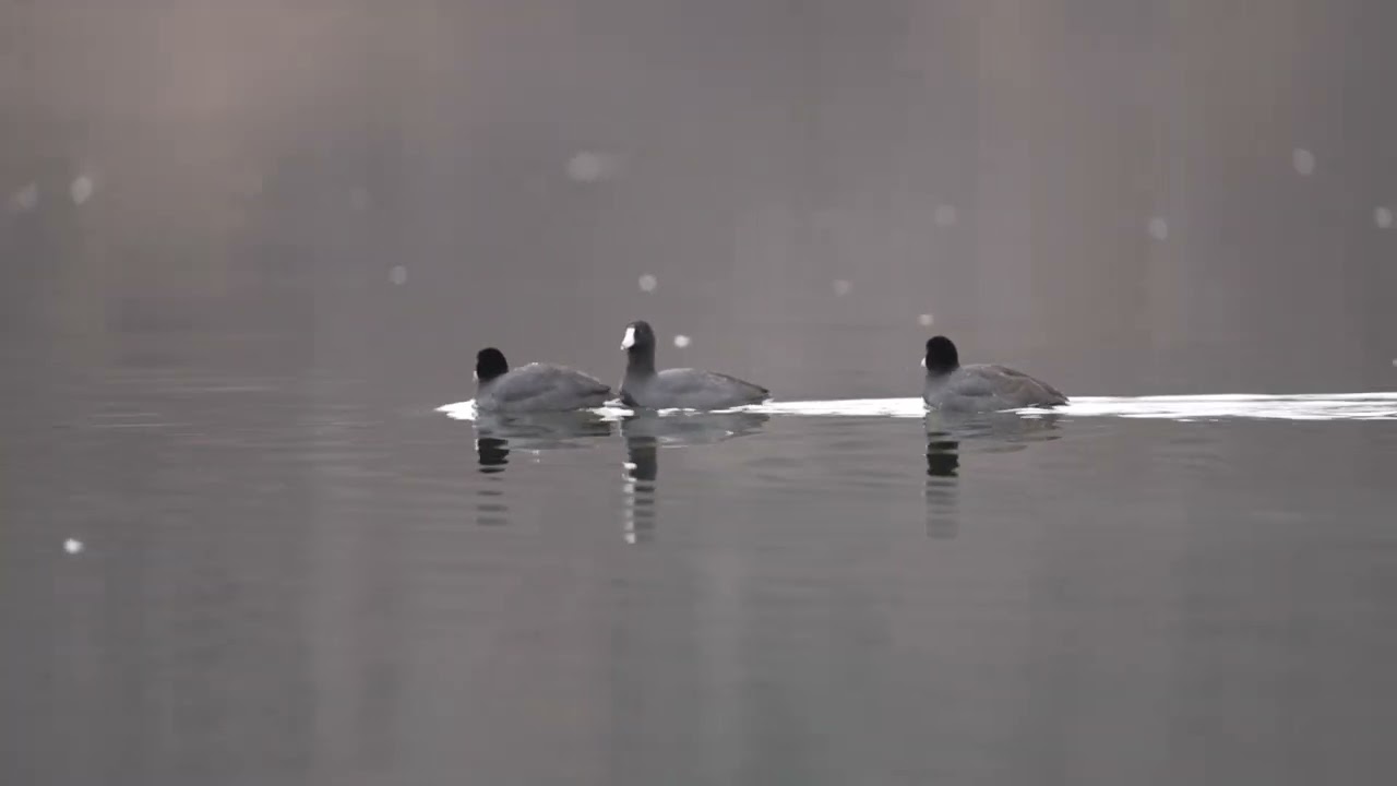 American Coot