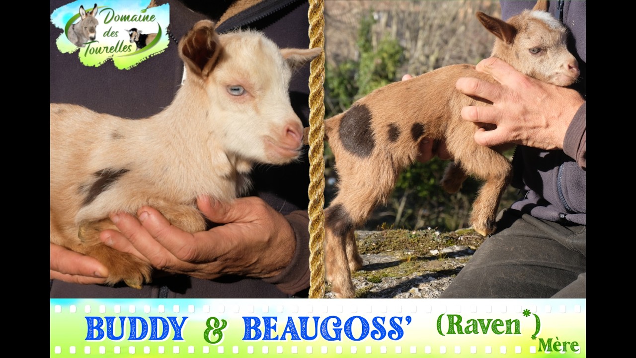 Diaporama de BUDDY & BEAUGOSS' (Raven* - 2026)