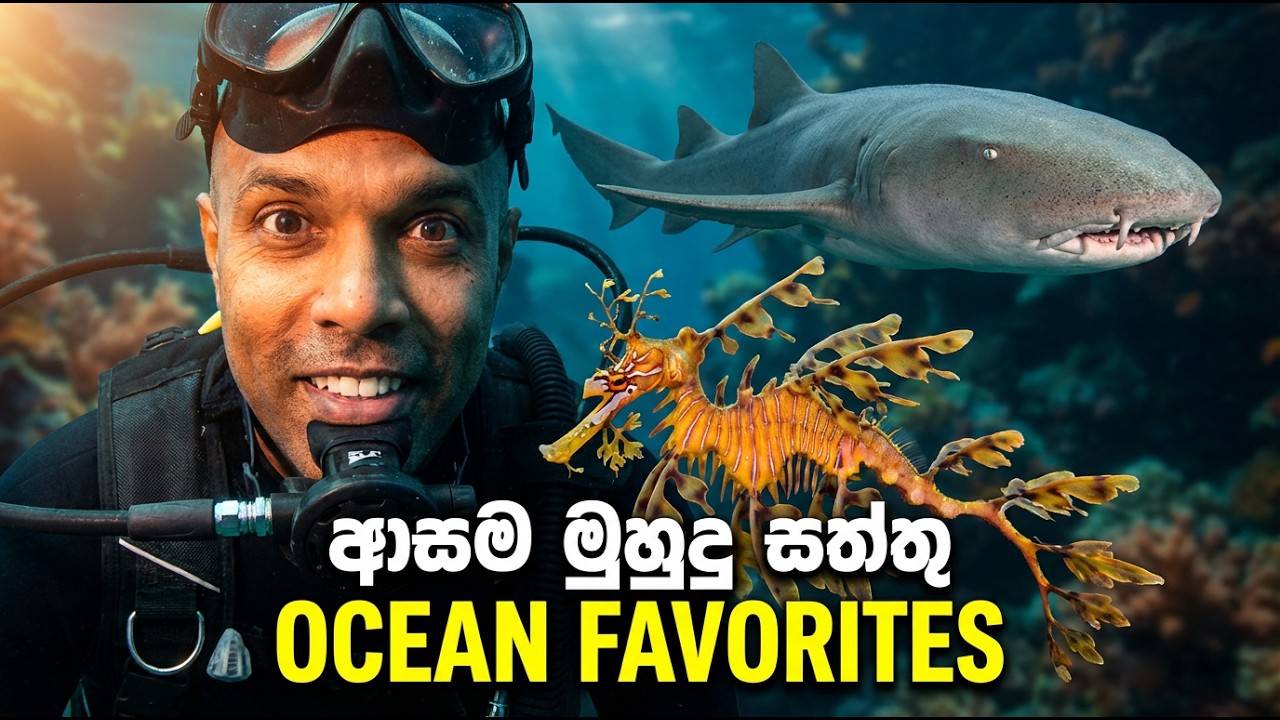 ආසම මුහුදු සත්තු | Dr. Ru Somaweera | #යංසත්තුබලන්න #rugoeswild