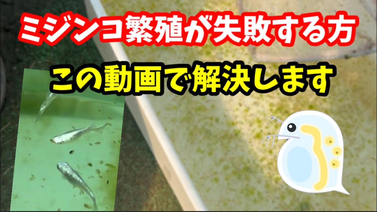 ミジンコ爆殖の条件は絶対にこれです！【メダカ】