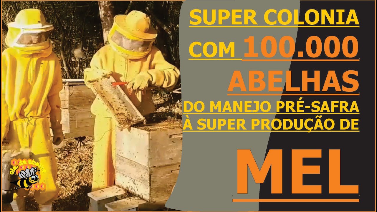 SUPER COLÔNIA COM 100.000 ABELHAS. DO MANEJO PRÉ-SAFRA À SUPER PRODUÇÃO DE MEL