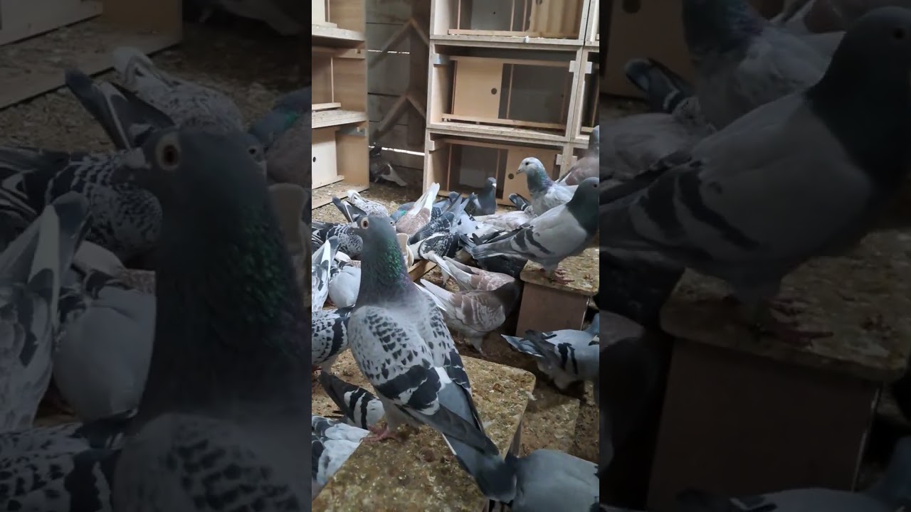 Karmienie Golebi :) Golebie Pocztowe :) 