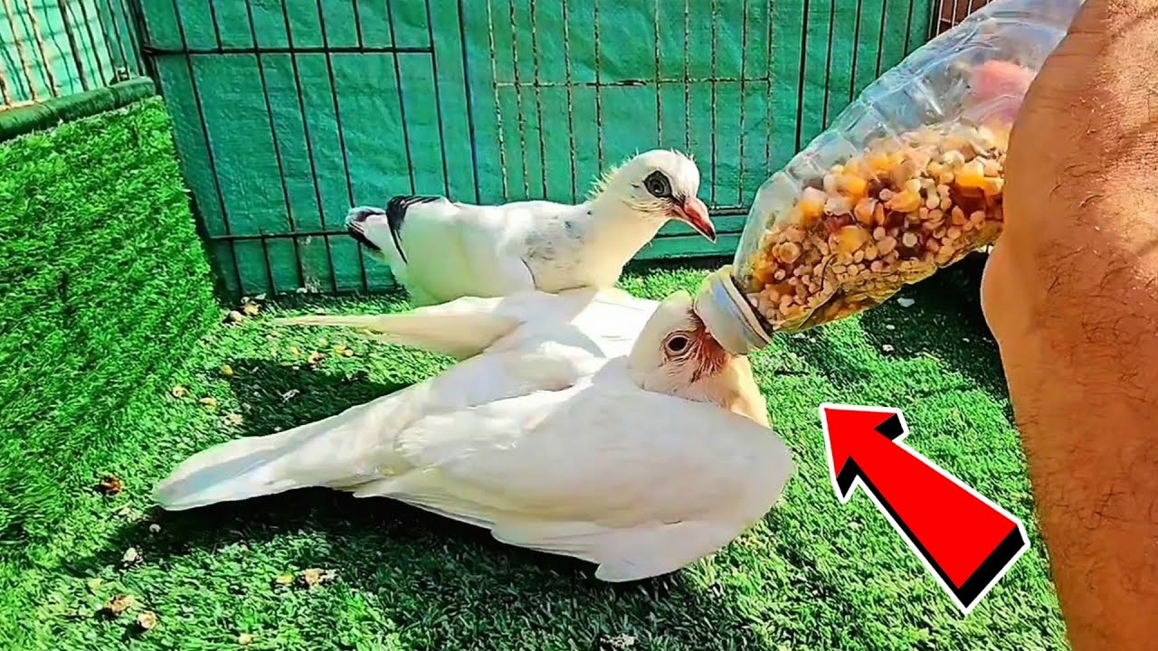 اختراع لتأكيل الزغاليل يدوي من عمر يوم للفطام👌