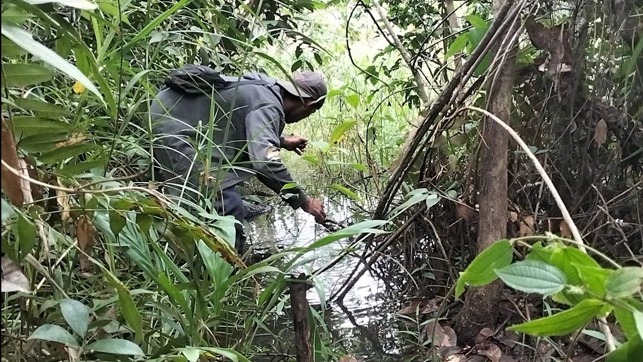 najur lembat dalam hutan rawa tersembunyi.!sampai panik berulang kali tajurku diseret ikan² besar 😱