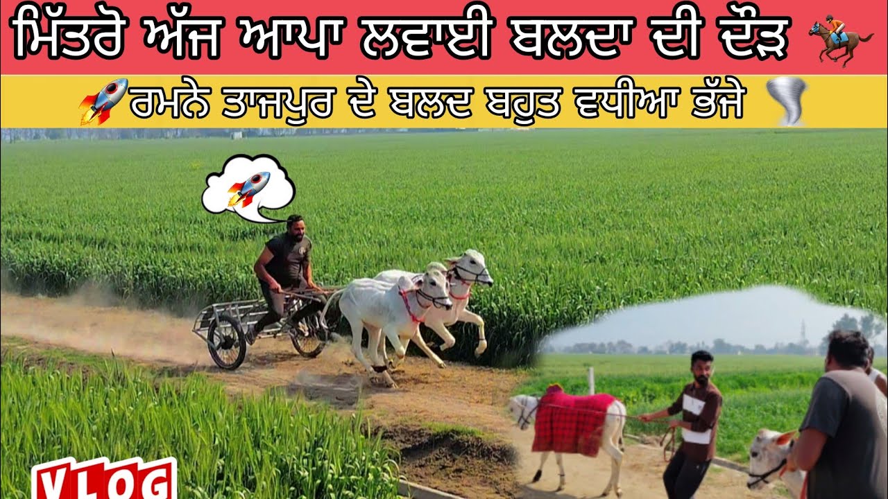 ਅੱਜ ਬਲਦਾ ਦੀ ਦੌੜ ਲਵਾਈ 🏇|| ਦੋਵੇਂ ਬੱਛੇ ਸੋਹਣੇ ਭੱਜੇ 🌪🚀|| ਪੂਰੀ ਵੀਡੀਓ ਦੇਖੋ 