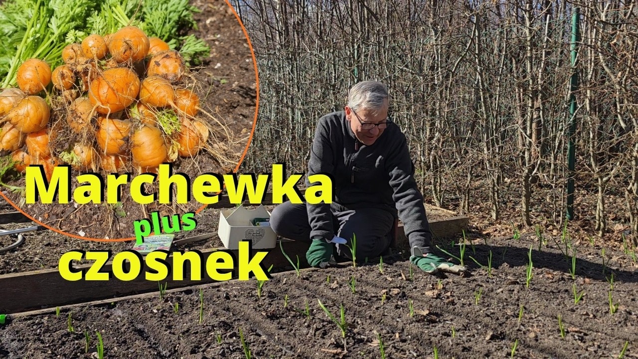Mała grządka - duży plon! SIEJĘ MARCHEWKĘ 🥕 na grządce z czosnkiem. Uprawiaj wsp&oacute;łrzędnie!