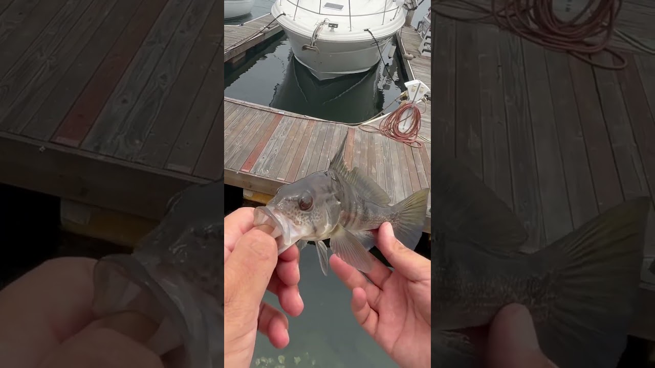 Small Barred Sand Bass, fun catch | #fishing #californiafishing #bassfishing