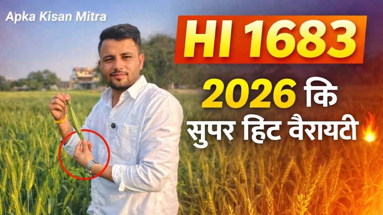 HI 1683 Gehu 2026 | Kya Ye Sabse Best Variety Hai? 🌾#1683 #farming #wheat #agro 