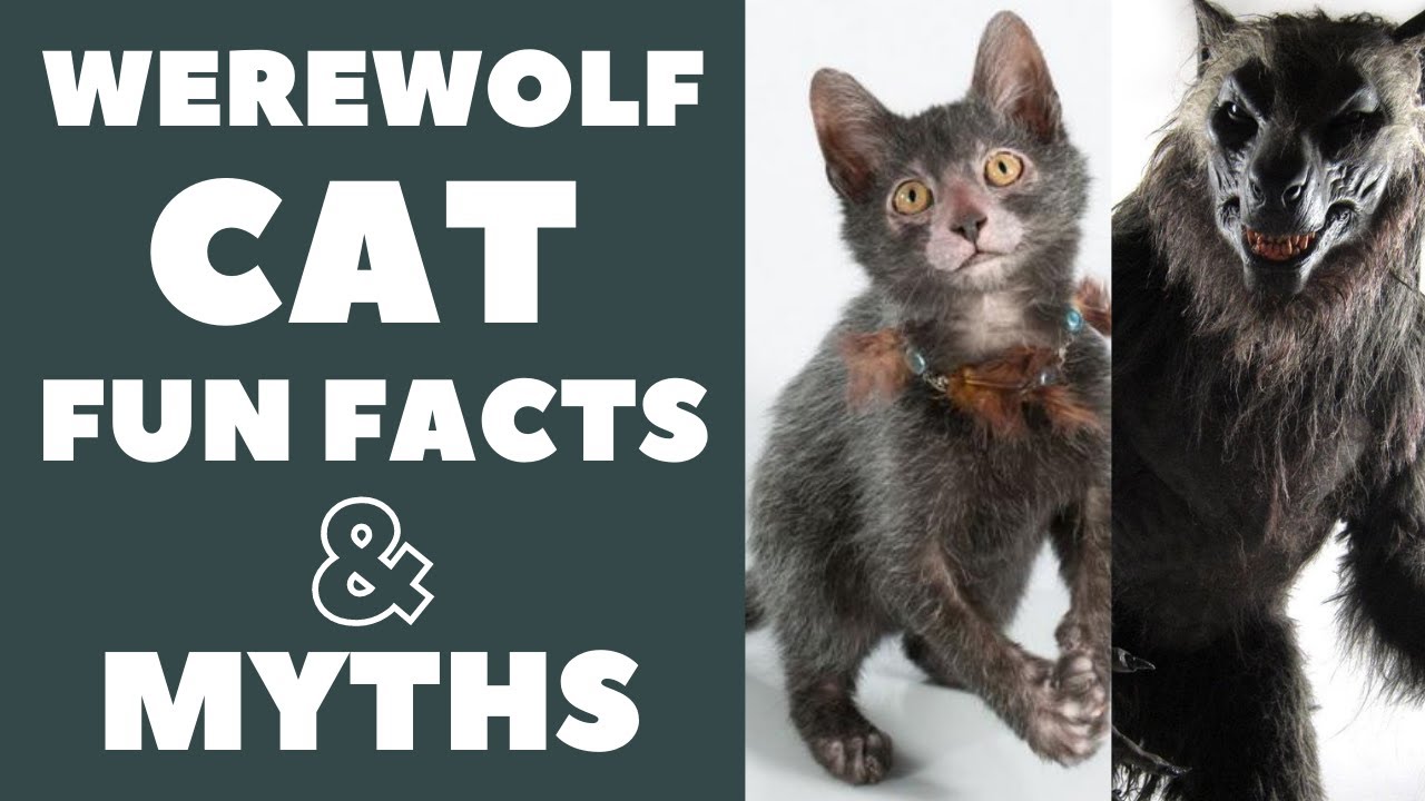 Lykoi Cats 101 : Fun Facts & Myths