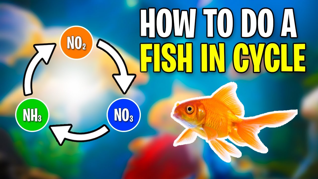 Как правильно выполнить цикл «рыба в цикле»?