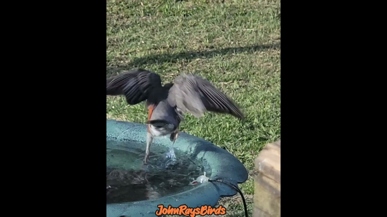 Don't Get Them Tail Feathers Wet #birds #nature #birdbaths