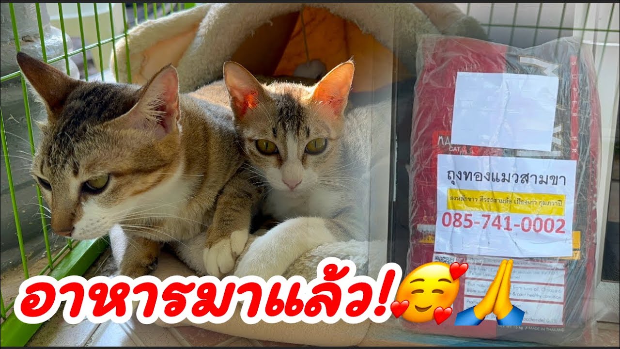พลังแห่งความเมตตา🥰🌷🙏