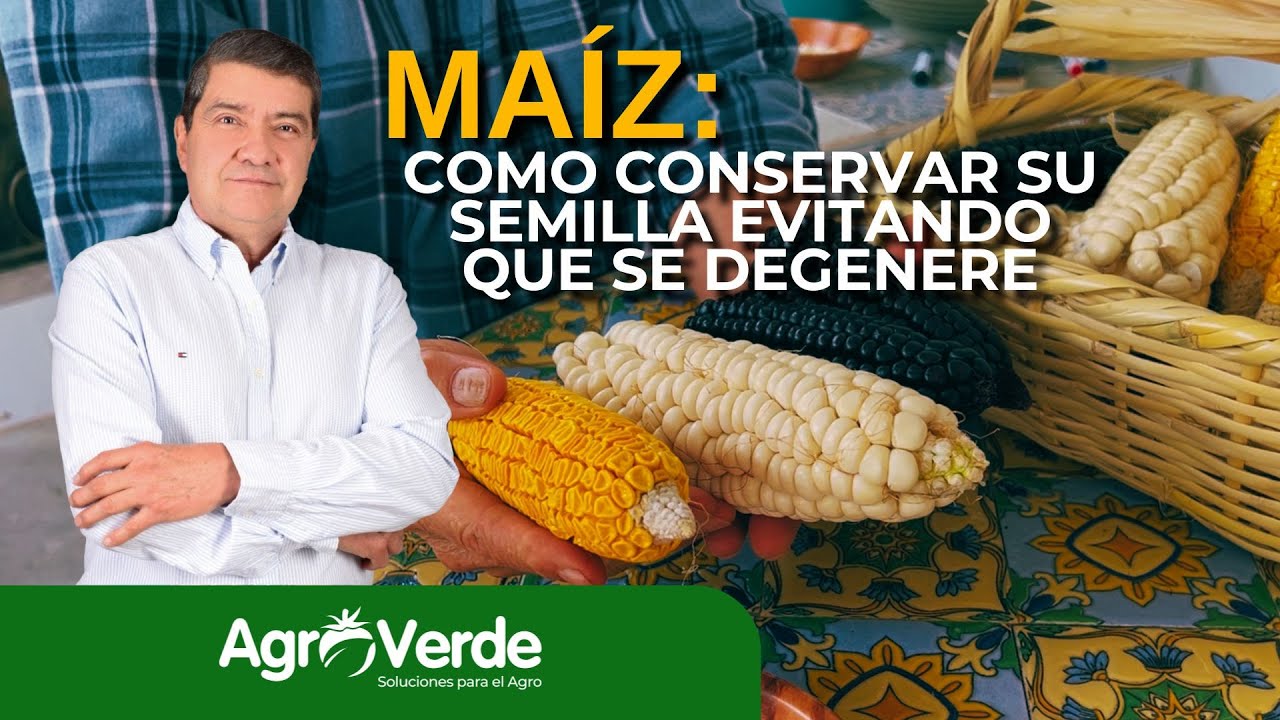 EVITE que su semilla de MAÍZ se DEGENERE! Consejos CLAVE  para conservar su maiz