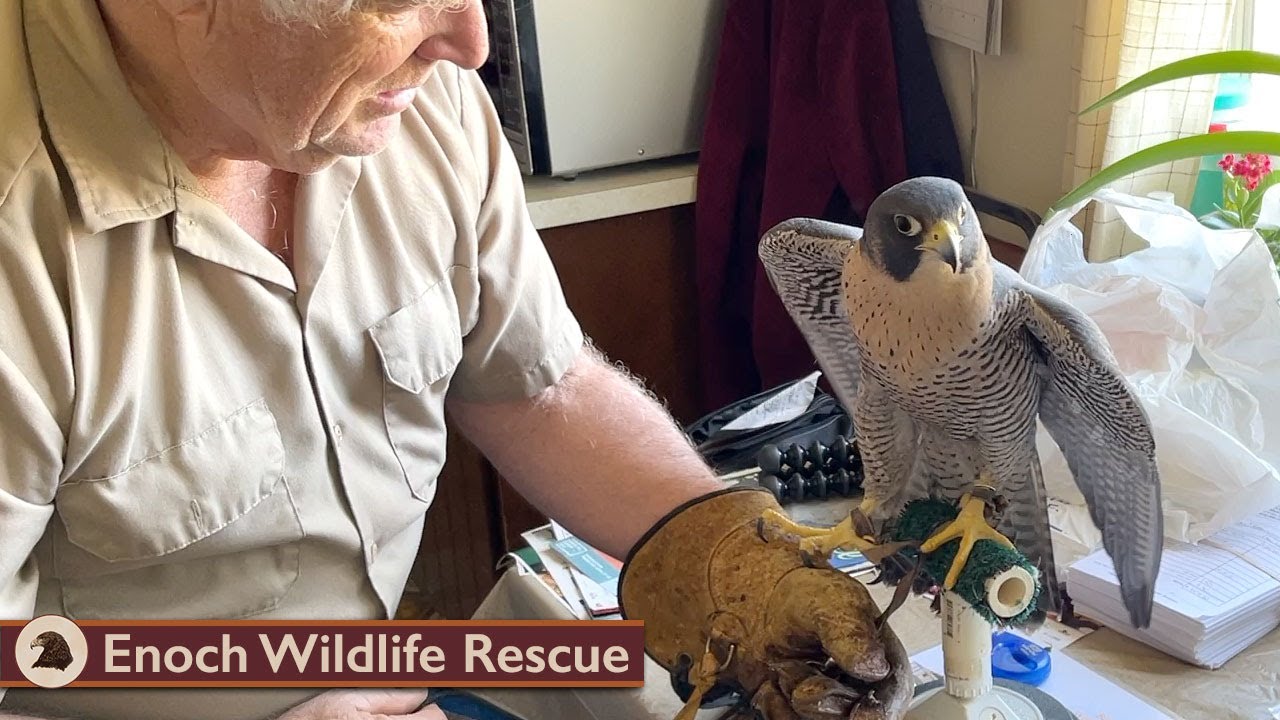 To Be A Falconer | Base Weight | Ep. 12