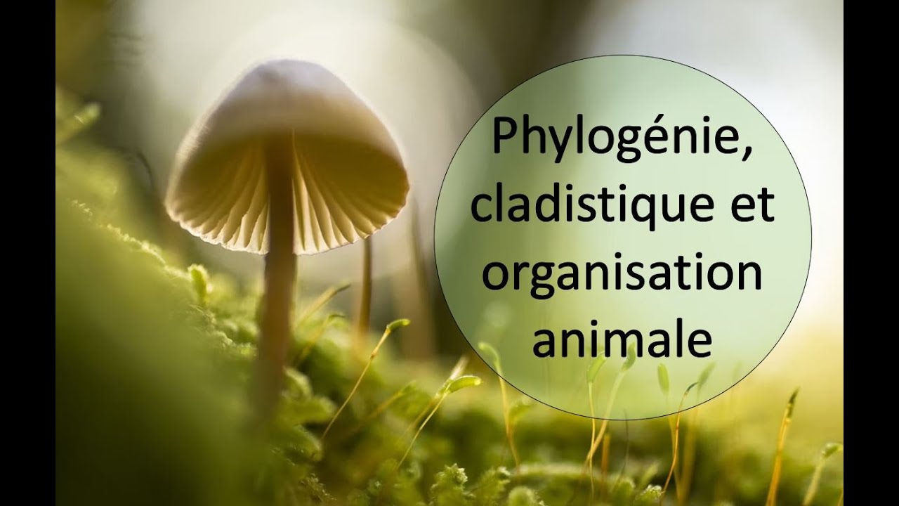 Phylogénie, cladistique et organisation animale
