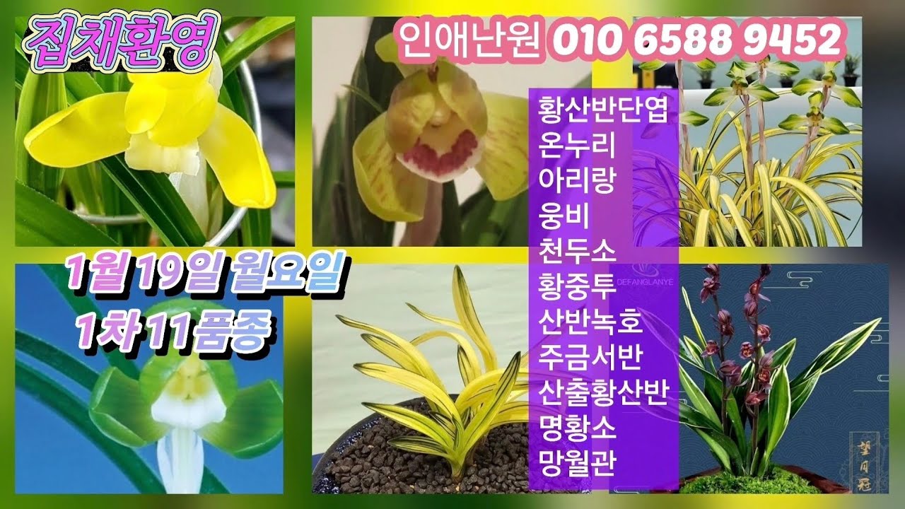 1월 19일 월요일 1차 11품종 황산반단엽 온누리 아리랑 웅비 천두소 입변황중투 입변산반녹호 두화목주금서반 산출단엽성황산반 명황소 망월관 판매합니다