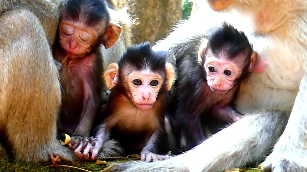 Cute baby monkey with full of curiosity and pure innocence as they play and explore the world