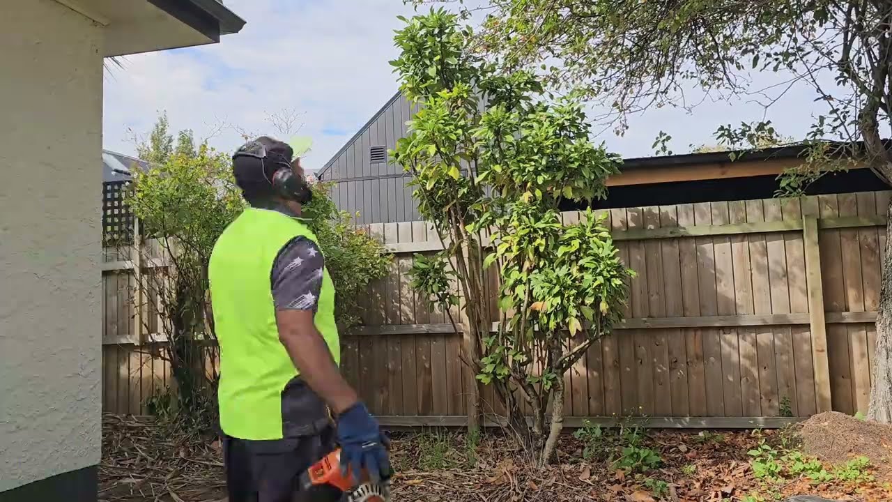 This PROPERTY TREES  and IVY'S went WILD