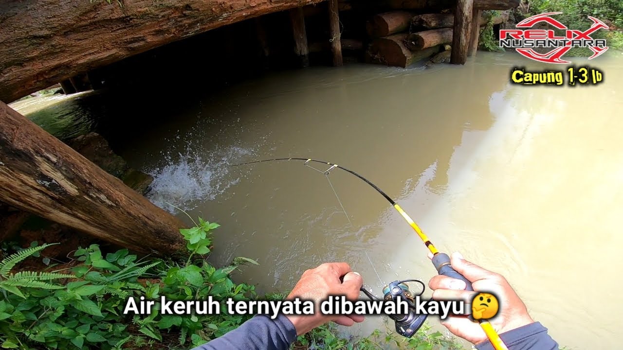 DI BAWAH KAYU SARANGNYA IKAN HAMPALA MONSTER || MANCING HAMPALA