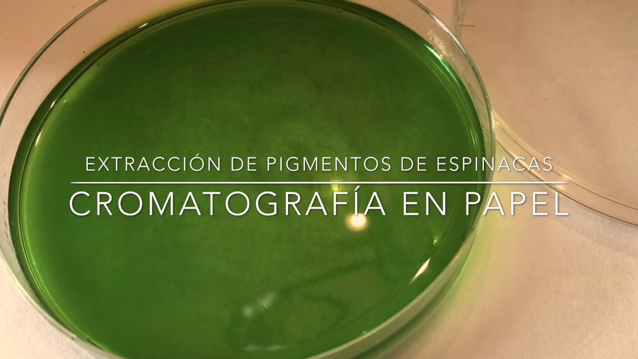 Experimento con espinacas | Cromatografía en papel | Pigmentos | Science for kids