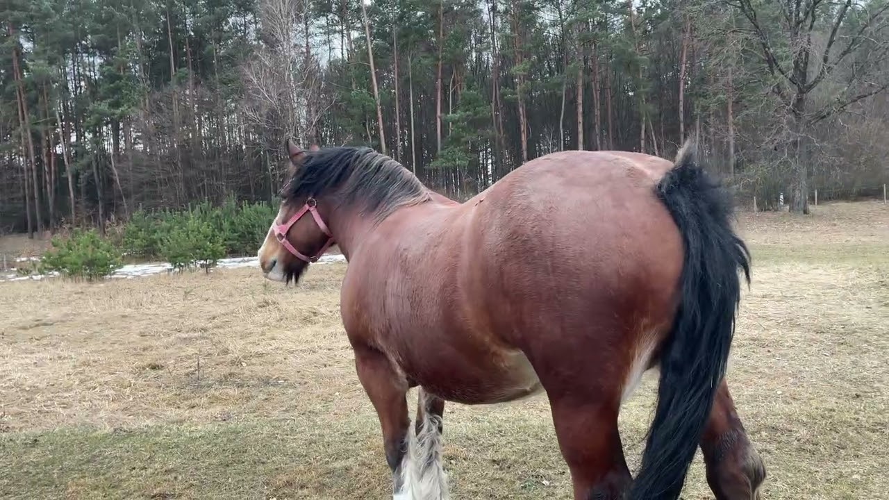 🥰❤️Володимирівська кобила🐴❤️🥰